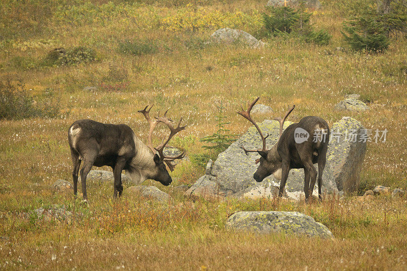 加拿大阿尔伯塔省托昆山谷贾斯帕国家公园受到威胁的山地驯鹿起火冒烟