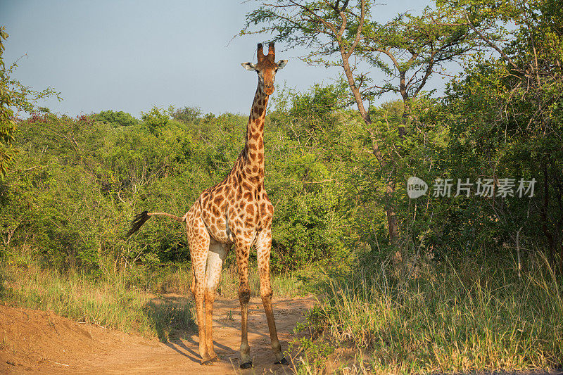 克鲁格野生动物保护区的长颈鹿