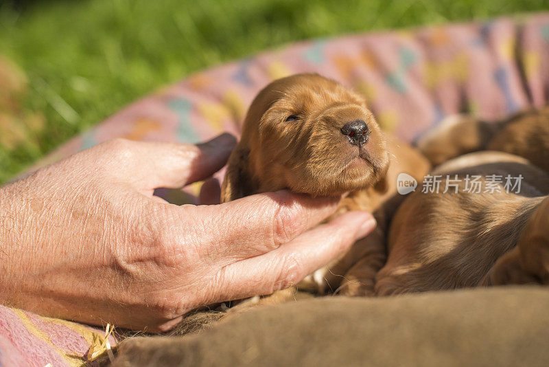 新生的幼犬