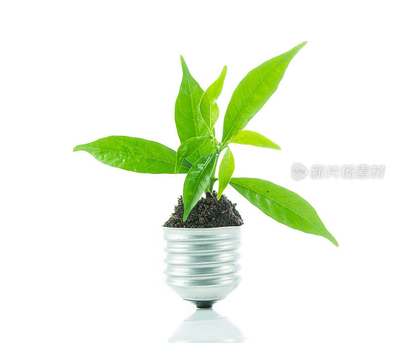 绿色植物在灯泡上引出新生命，绿色能源理念