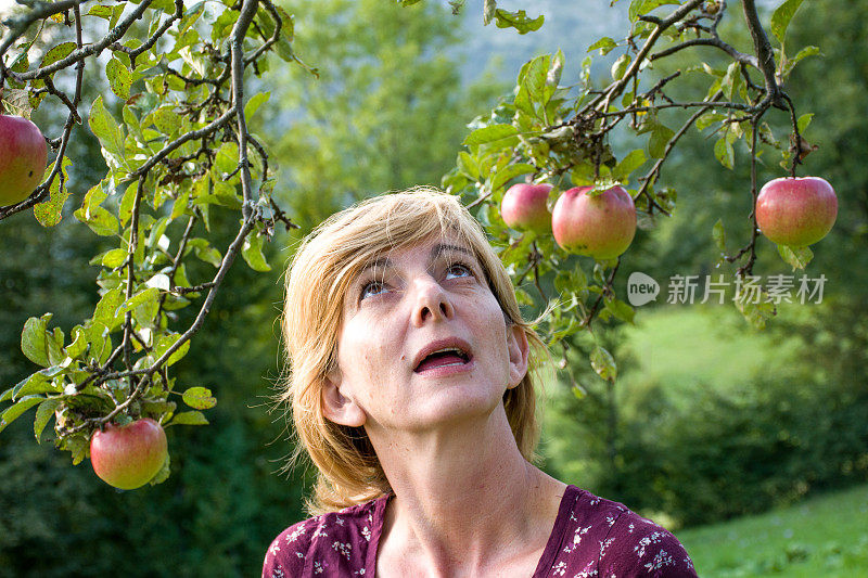 在欧恰德捡苹果的女人