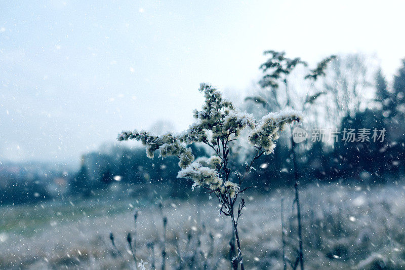 冬天在干枯的草花上下雪