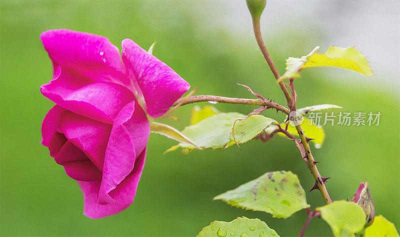 漂亮的粉色玫瑰