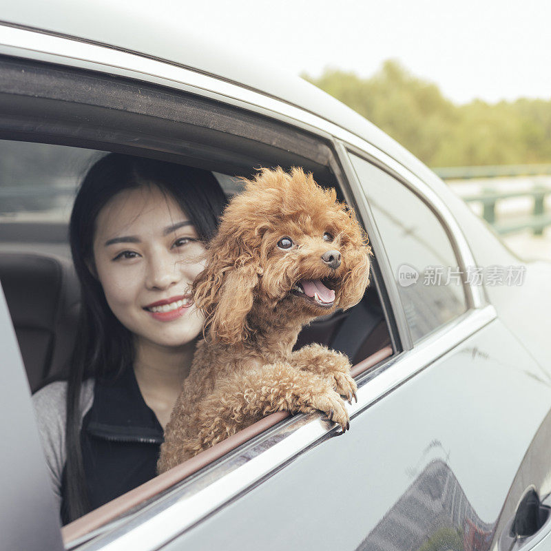 透过车窗看到一个年轻快乐的女人带着一只泰迪狗