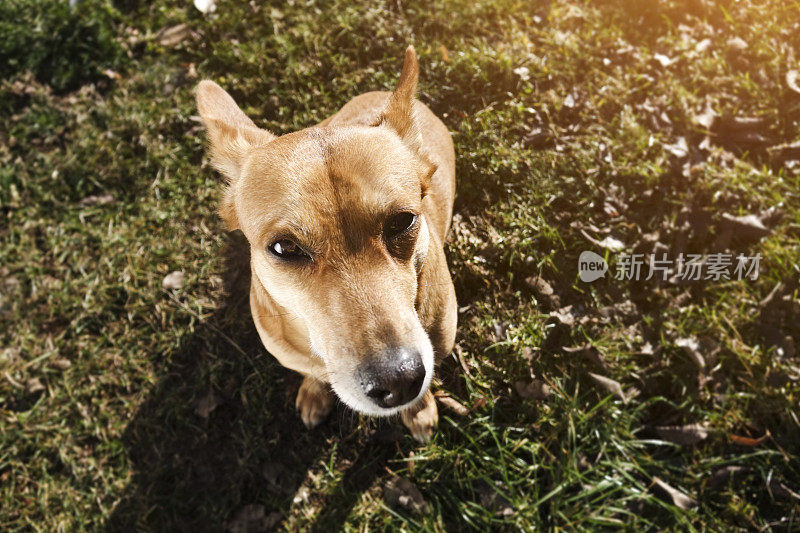 一个小猎犬的特写