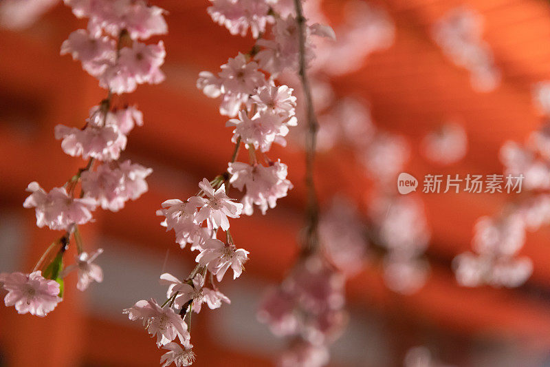 樱花在夜晚盛开