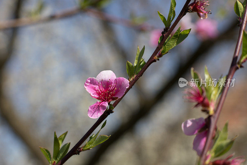 花园里一棵果树上盛开的白色花朵。近距离