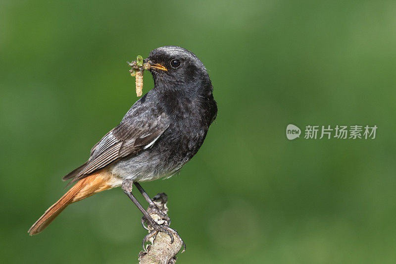 雄性黑红雀与昆虫为伍