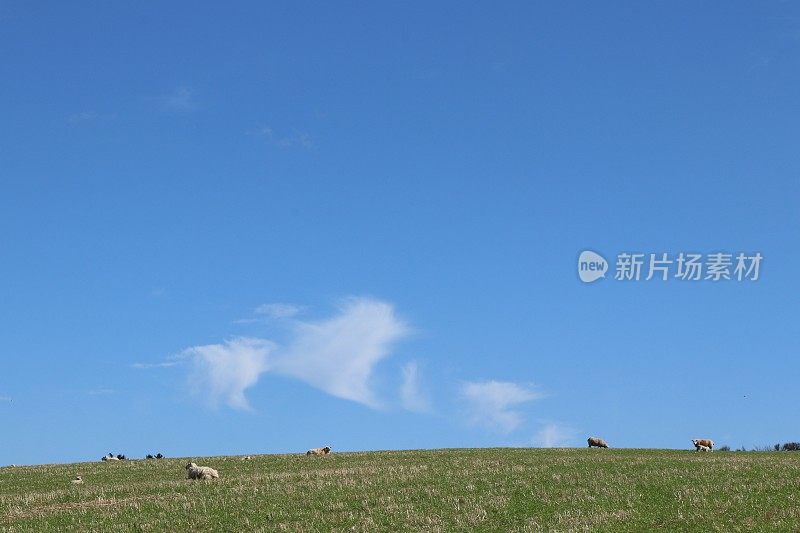 苏格兰乡村田野里的绵羊和羊羔