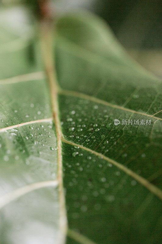 小提琴树叶无花果树叶与水滴