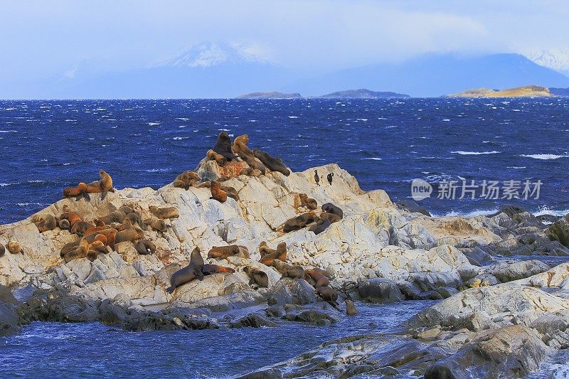 比格尔海峡和海狮岛殖民地-白雪覆盖的安第斯山脉，乌斯怀亚