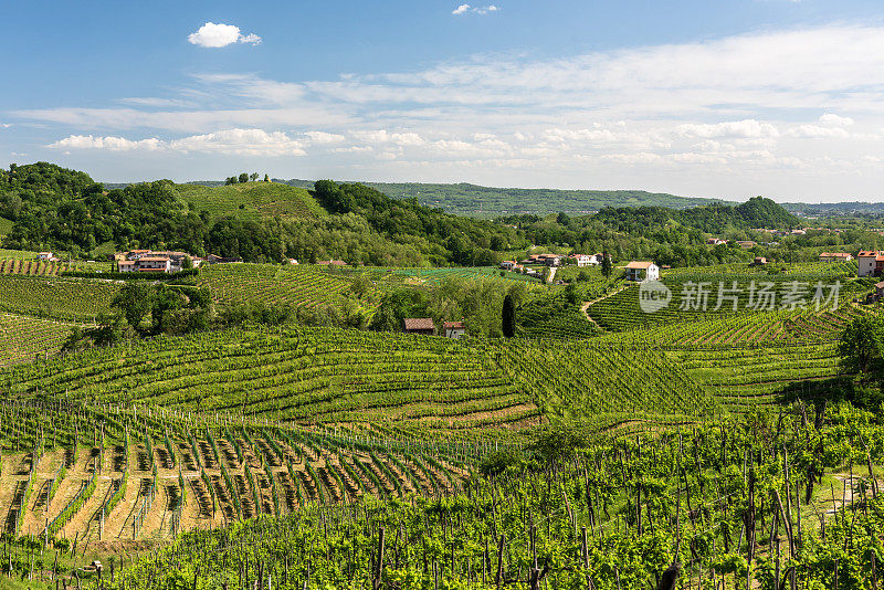 Valdobbiadene(电视)普罗塞克葡萄酒的土地