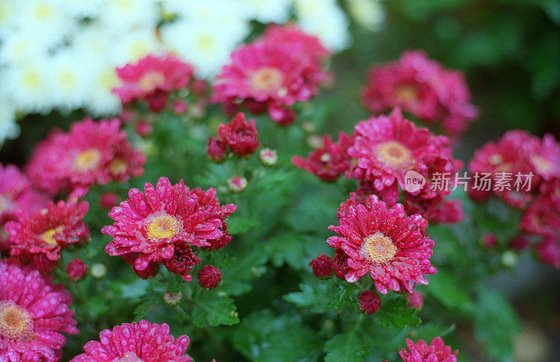 菊花盛开。红花在水珠里。拍摄电影