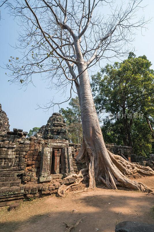 古庙和树木，吴哥窟，柬埔寨