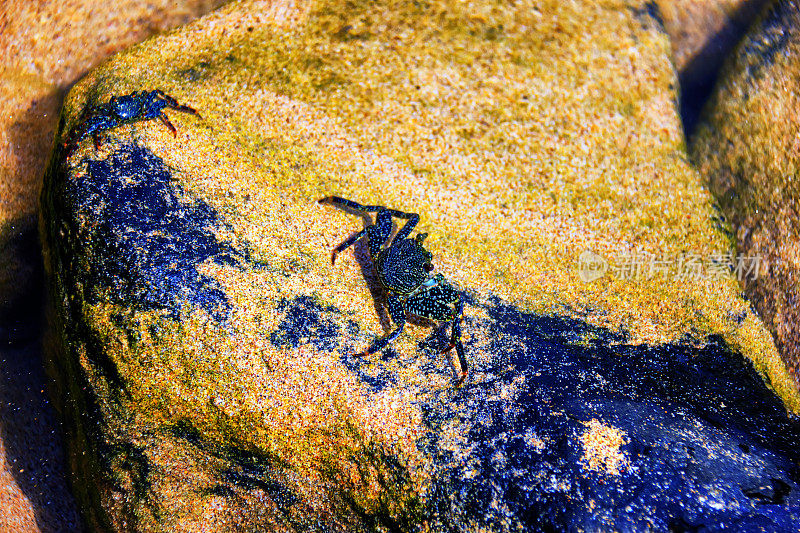 在费尔南多迪诺罗尼亚的石头上晒太阳的螃蟹。