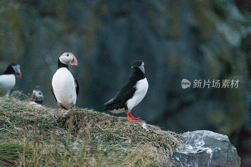 大西洋海雀