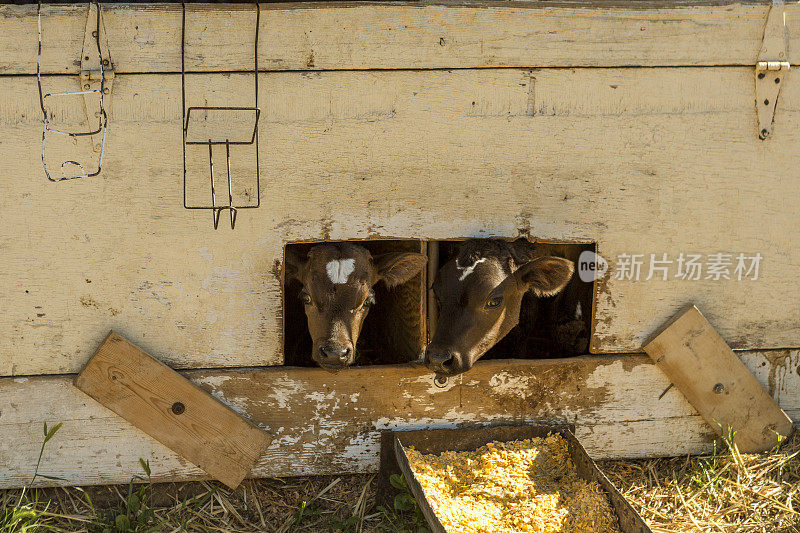 美国犹他州盐湖城附近奶牛场的小牛肉牛