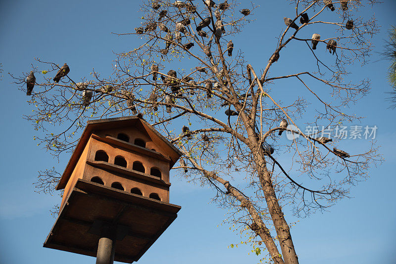 鸟屋和树上的鸽子