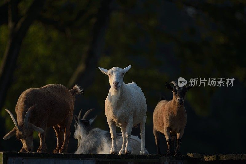 态度山羊奶妈