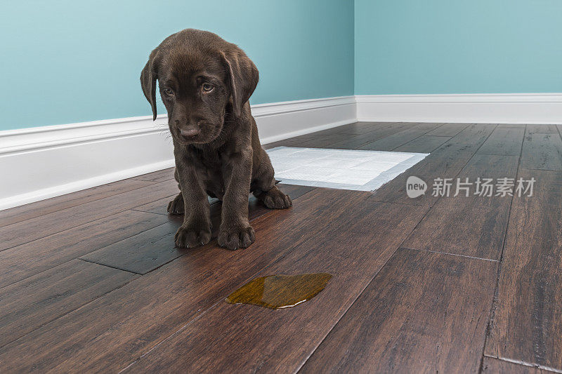 一只巧克力色的拉布拉多小狗坐在旁边在木地板上小便——8周大