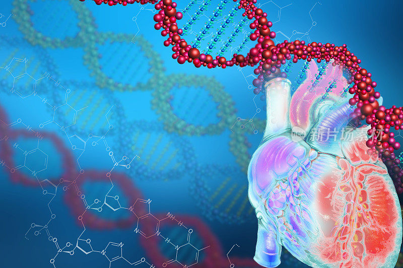 人类心脏解剖与DNA