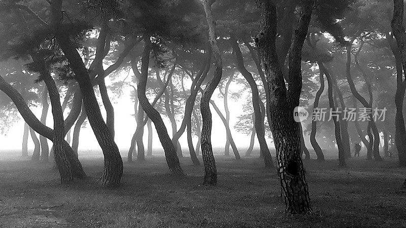 雾蒙蒙的松林