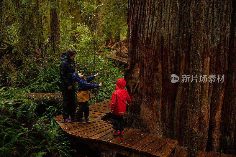 温哥华岛雨林