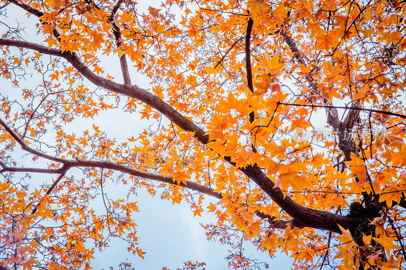 秋天的树叶，自然的背景