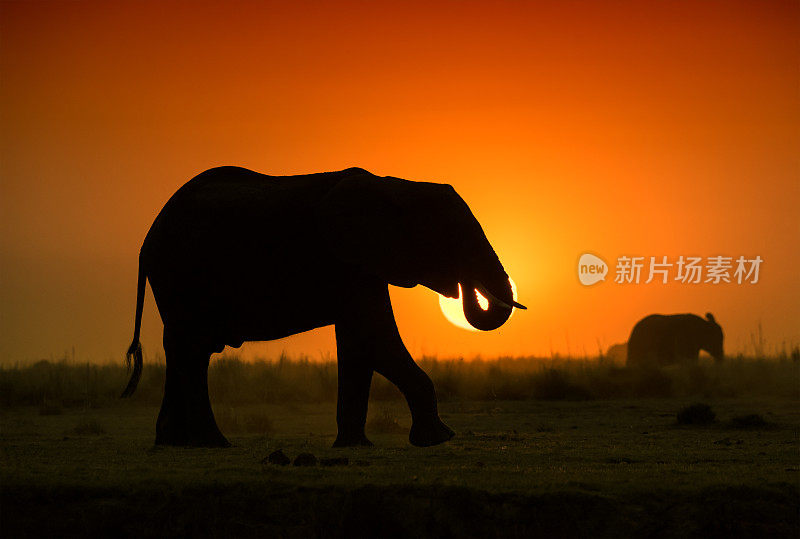 大象在日落前，丘比，博茨瓦纳，非洲