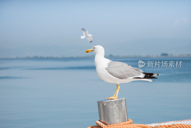 海鸥站在码头上