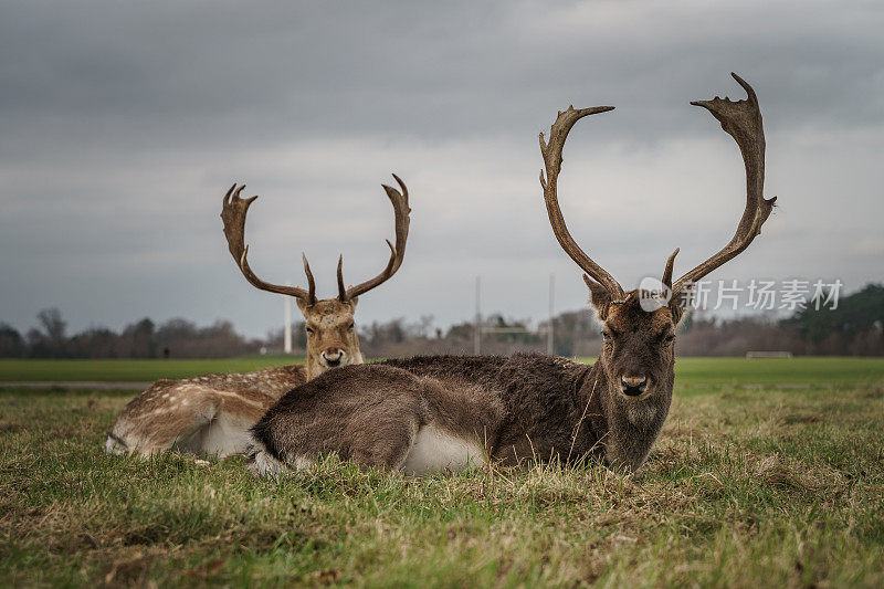 阴天里，都柏林凤凰公园内的草地上，两只雄鹿在休息