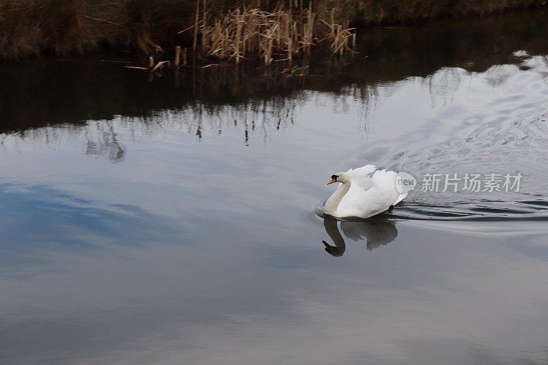 天鹅在湖上游泳