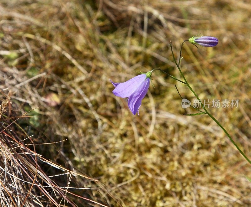 蓝铃花