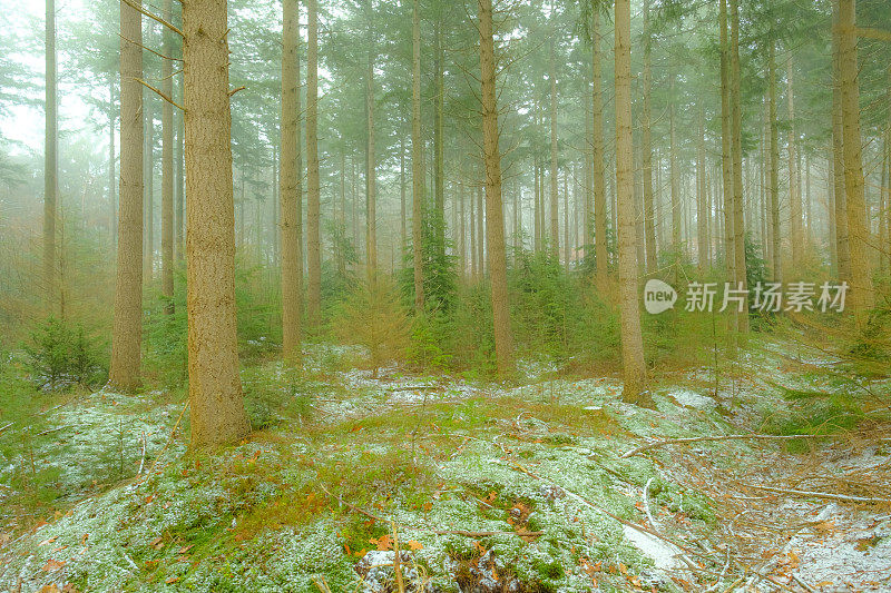 在寒冷的冬天，雾气弥漫的松树林