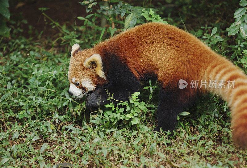 小熊猫走在绿色的草地上