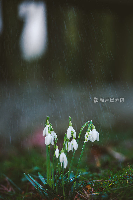 雪莲花上的春雨