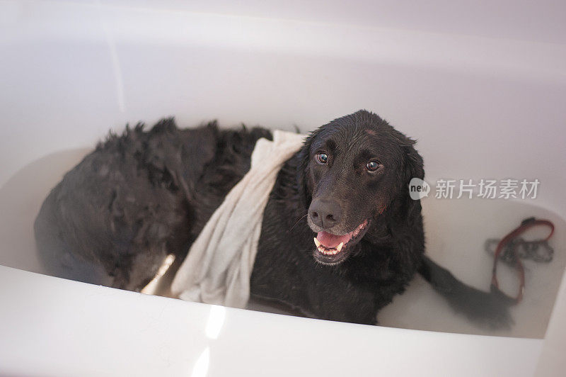 浴缸里的黑拉布拉多犬