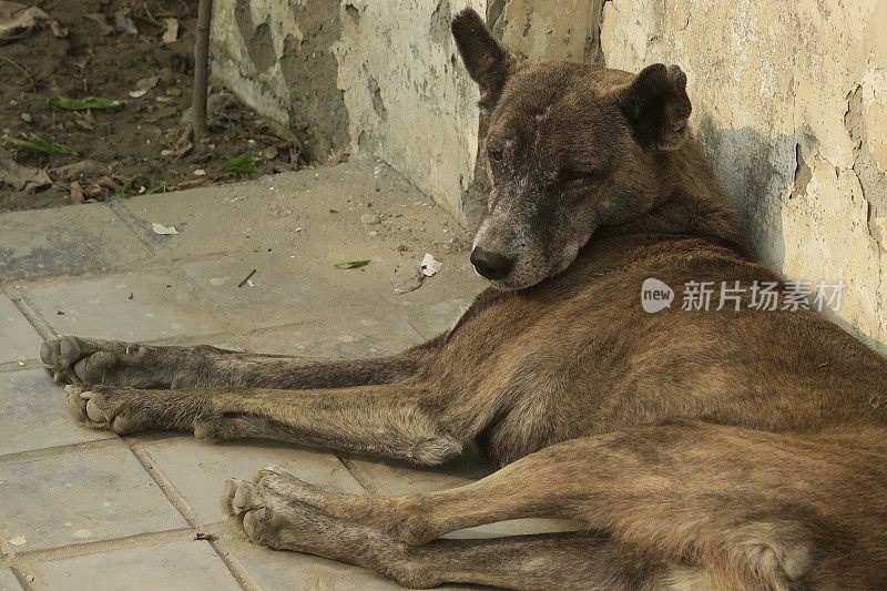 印度街头悲伤的流浪狗，无家可归的杂种狗在睡觉