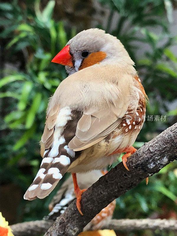 在鸟舍宠物鸟的灰色雄鸡斑马雀的形象，橙色的脸颊和红色的喙，栖息在树枝上