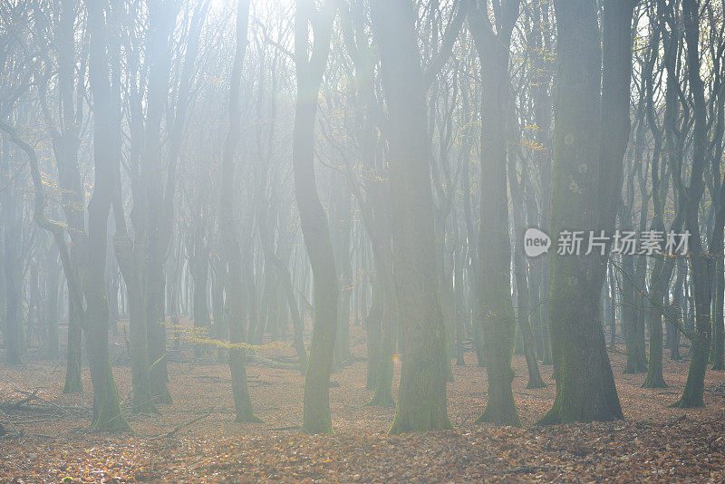 在一个美丽的雾气蒙蒙的早晨，在山毛榉林中的景色。