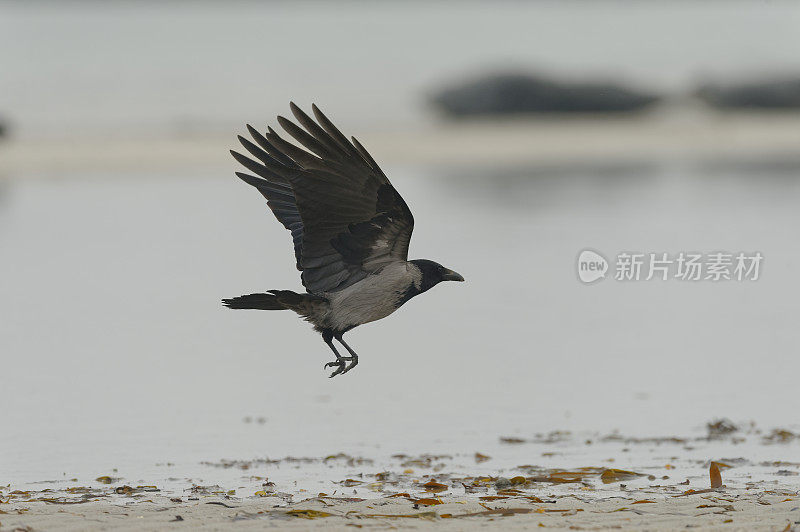 冠鸦(乌鸦)