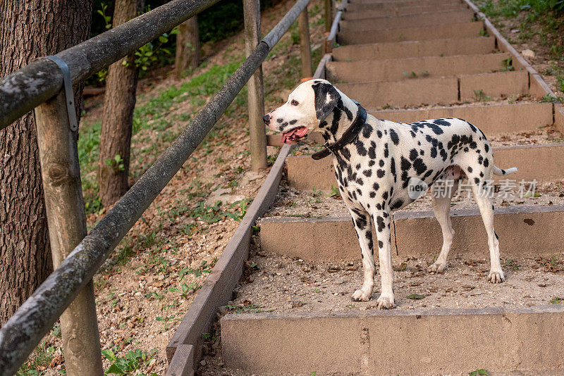 达尔马提亚犬