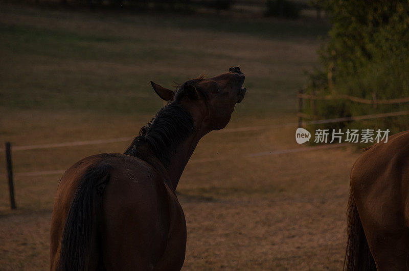 乡村日落场景与flehmen马