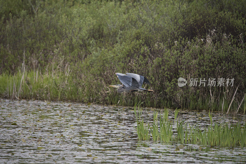 大蓝鹭飞过湿地