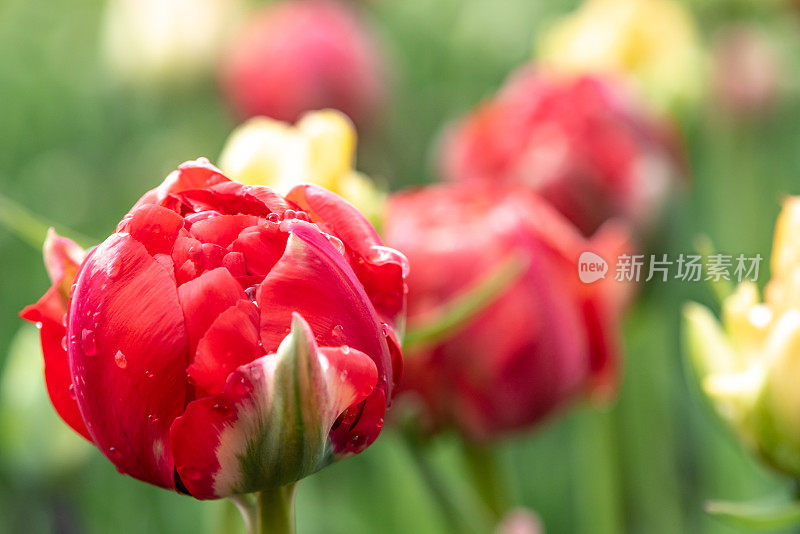 在加拿大郁金香节在专员公园，加拿大渥太华的雨滴单郁金香特写