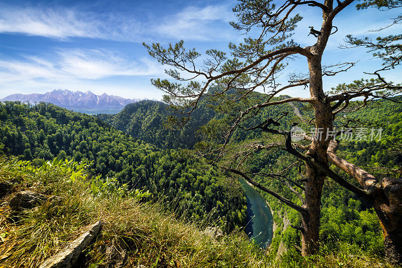 波兰，从Pieniny山脉的Sokolica山顶到Dunajec峡谷和Tatras河的夏日景色