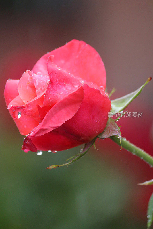 在雨露中盛开的粉红色玫瑰水滴生长在花园中，芬芳的粉红色玫瑰灌木花蕾，花瓣与模糊的园艺背景，浪漫的束玫瑰花瓶，情人节，插花，婚礼花束