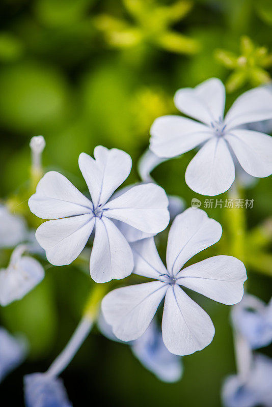 美丽的仙子花