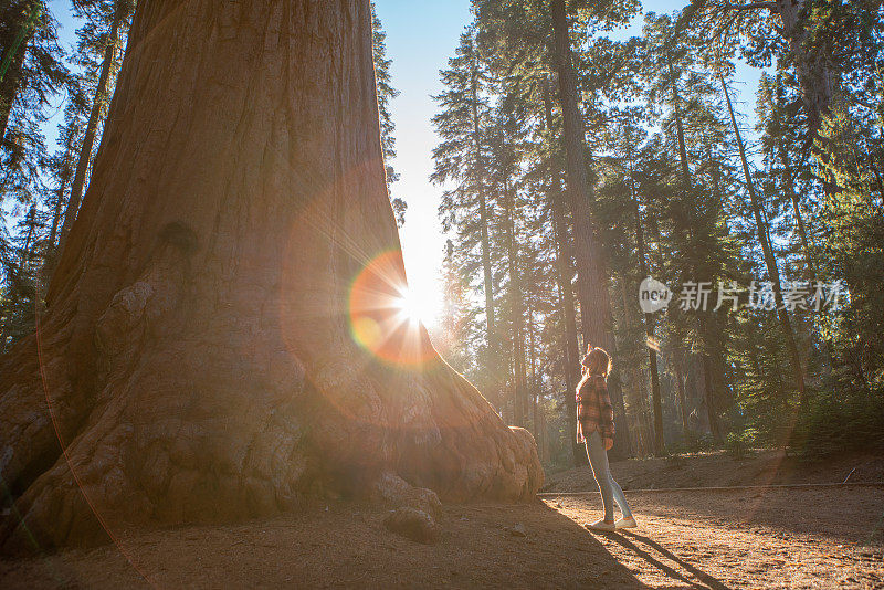 年轻女子在森林中寻找巨大的红杉树