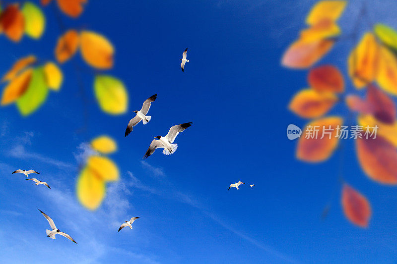 秋天的树叶与明媚的蓝天和飞翔的海鸥